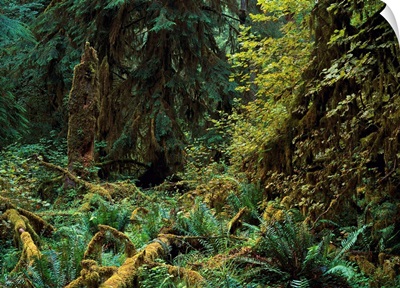 Lush vegetation in the Hoh Rain Forest, Olympic National Park, Washington