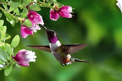 Magenta-throated Woodstar hummingbird feeding on epiphytic Heath, Costa Rica