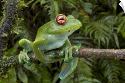 Malagasy Web-footed Frog (Boophis luteus) clinging to limb, Madagascar