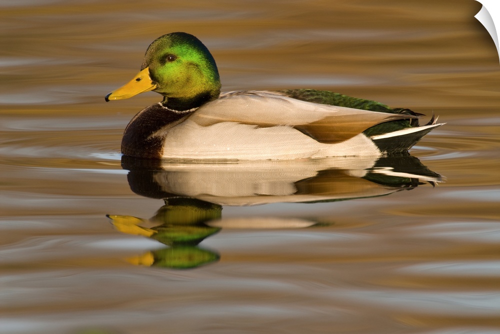 mallard (Anus platyrhynchos), Swimming, Reflection, Kellogg Bird Sanctuary, MI