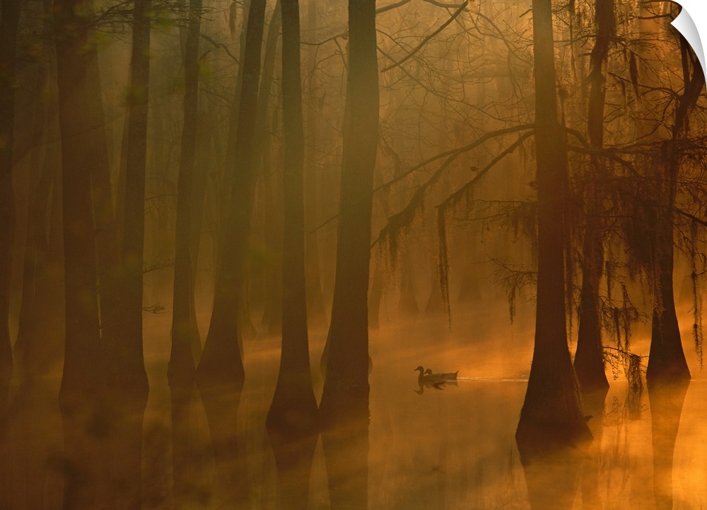 A pair of mallard ducks swims, weaving in and out of large cypress trees, in a foggy water filled swamp as the sunlight co...