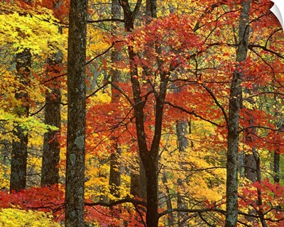 Maple (Acer sp) trees in autumn, Great Smoky Mountains National Park, Tennessee