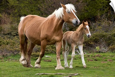 Mare and Foal in Meadow Pyrenees France