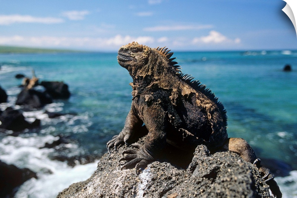 Marine Iguana basking on coastal rocks, Isabella Island, Galapagos Islands, Ecuador