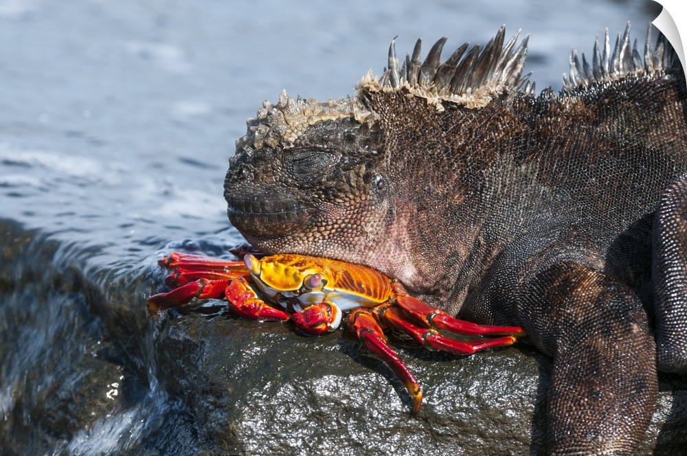Marine Iguana sleeping on a Sally Light Foot Crab, Puerto Egas, James Bay, Santiago Island, Ecuador.