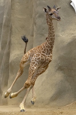 Masai Giraffe (Giraffa camelopardalis tippelskirchi) calf running, native to Africa