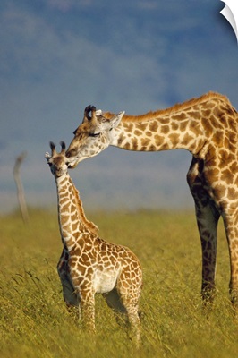 Masai Giraffe (Giraffa camelopardalis tippelskirchi) mother and young, Kenya