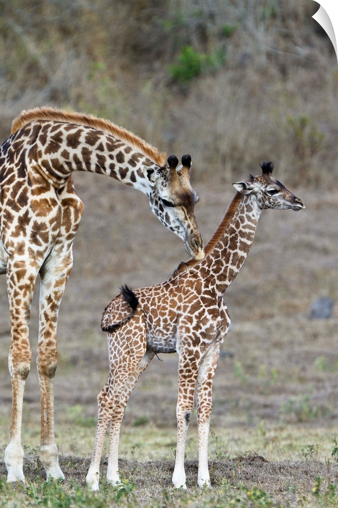 Masai Giraffe mother cleaning calf, Arusha National Park, Tanzania
