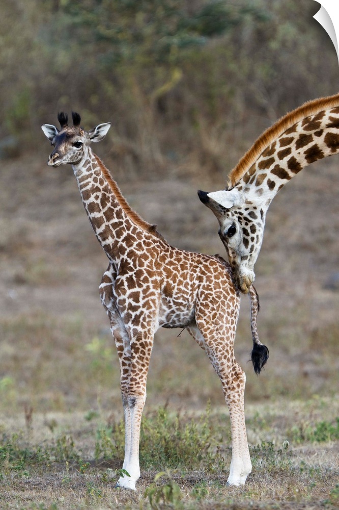 Masai Giraffe mother nuzzling calf, Arusha National Park, Tanzania