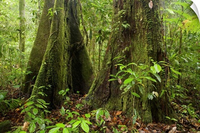 Meranti trees in lowland rainforest, Tawau Hills Park, Sabah, Borneo, Malaysia