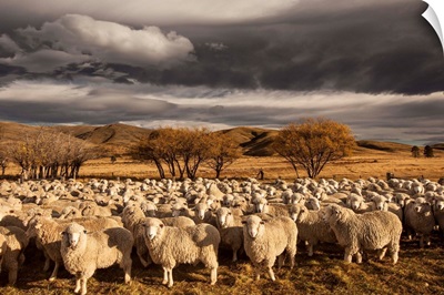 Merino Sheep flock, Central Otago, New Zealand