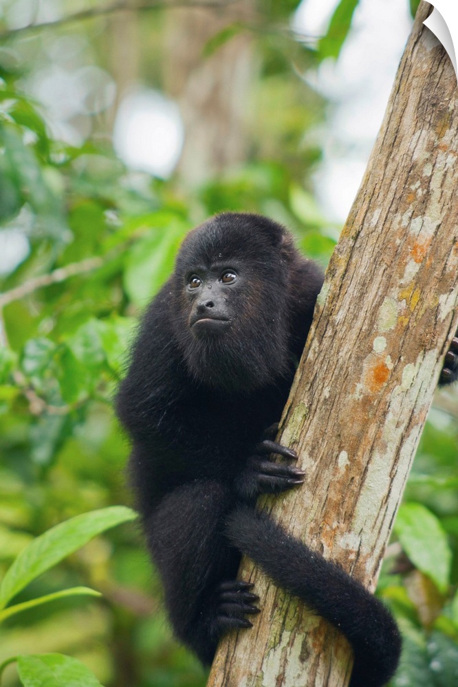 Mexican Black Howler Monkey (Alouatta pigra) in tree, Community Baboon Sanctuary, Belize.