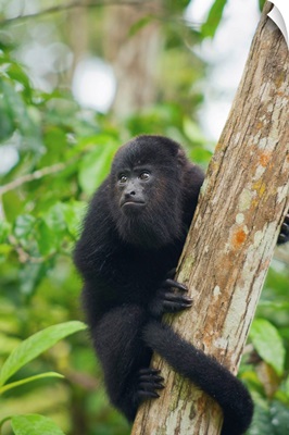 Mexican Black Howler Monkey in tree, Community Baboon Sanctuary, Belize