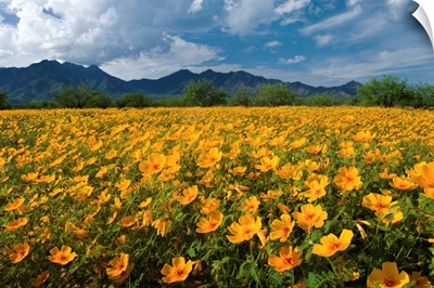 Mexican Golden Poppy flowers, Madera Canyon, Arizona
