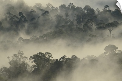 Mist rising from lowland primary forest at sunrise, Malaysia