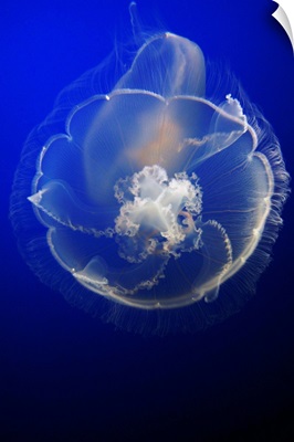 Moon Jelly in aquarium, distributed worldwide