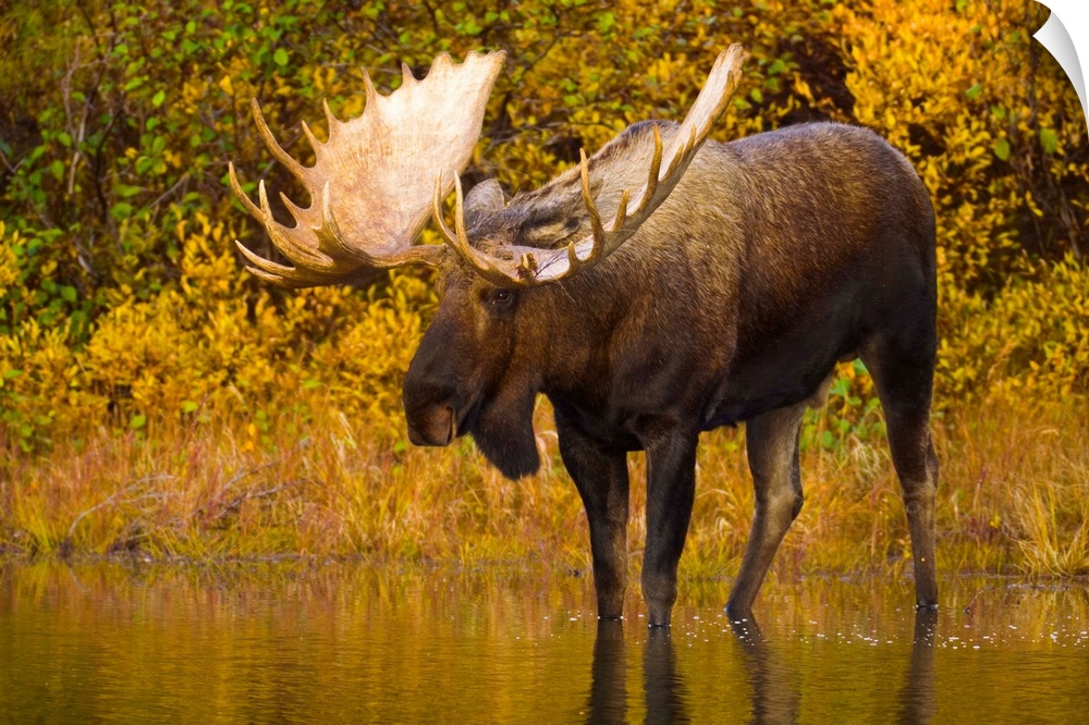 Moose in Glacial Kettle Pond Denali National Park