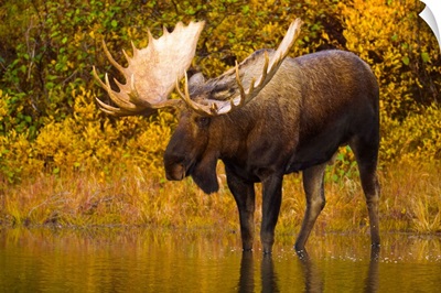 Moose in Glacial Kettle Pond Denali National Park