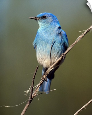 Mountain Bluebird (Sialia currucoides) perching on twig, North America
