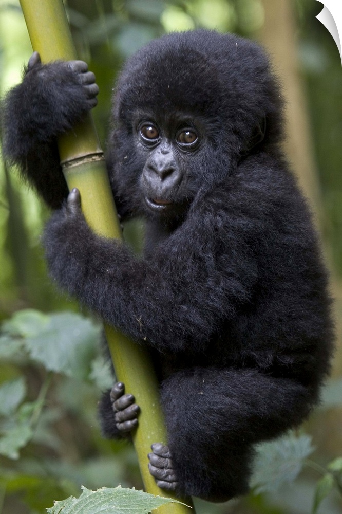 Mountain Gorilla (Gorilla gorilla beringei) 10 month old infant playfully climbing bamboo pole, endangered, Parc National ...