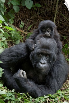 Mountain Gorilla mother and baby, Parc National des Volcans, Rwanda