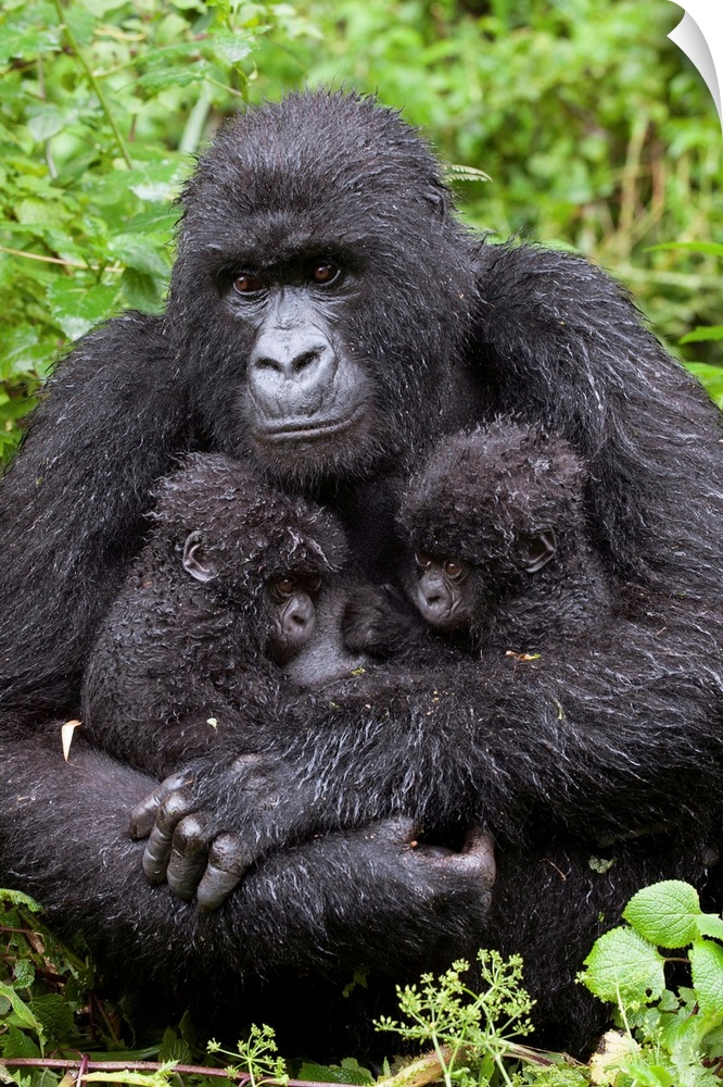 Mountain Gorilla.Gorilla gorilla beringei.Mother holding 5 month old twin babies.Parc National des Volcans, Rwanda.*Endang...