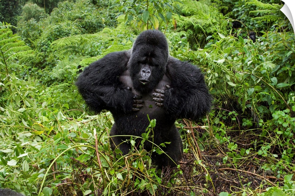 Mountain Gorilla.Gorilla gorilla beringei.Silverback beating chest.Parc National des Volcans, Rwanda.*Endangered species