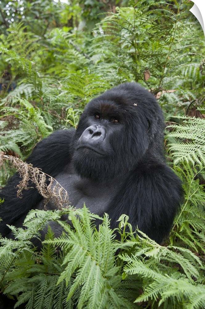 Mountain Gorilla.Gorilla gorilla beringei.Silverback.Parc National des Volcans, Rwanda.*Endangered species