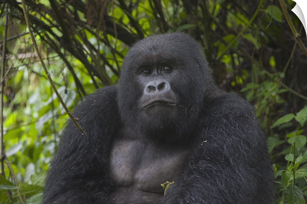 Mountain Gorilla .Gorilla gorilla beringei.