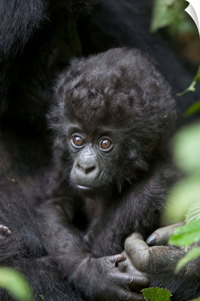 Mountain Gorilla (Gorilla gorilla beringei) three month old infant, endangered, Parc National Des Volcans, Rwanda