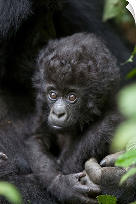 Mountain Gorilla three month old infant, endangered, Parc National Des Volcans, Rwanda