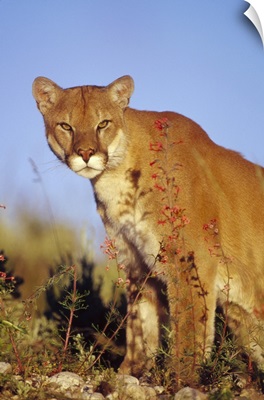 Mountain Lion or Cougar (Felis concolor) portrait, North America