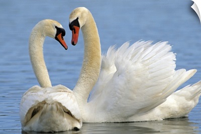Mute Swan (Cygnus olor) pair courting, Europe