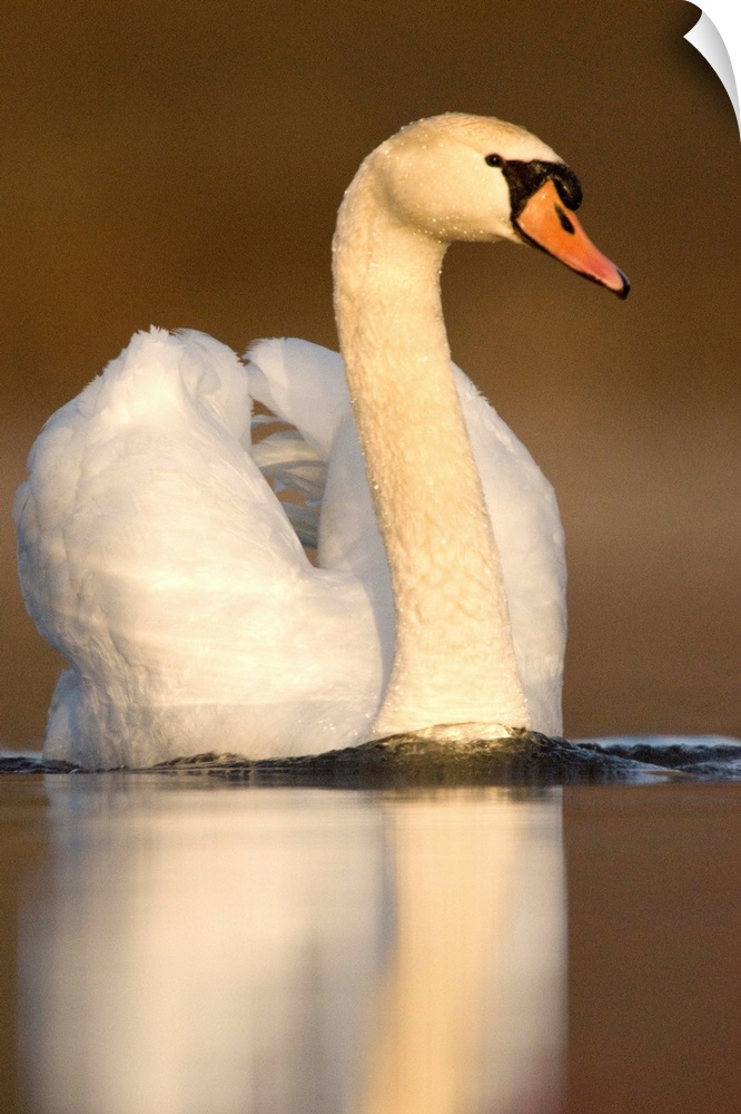 mute swan (Cygnus olor), Swimming, Kensington Metro Park, Milford, MI