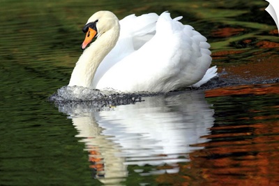 Mute Swan male displaying, Germany