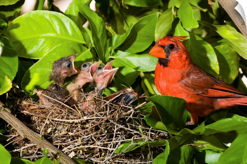 Northern Cardinal father and chicks in nest, Green Valley, Arizona