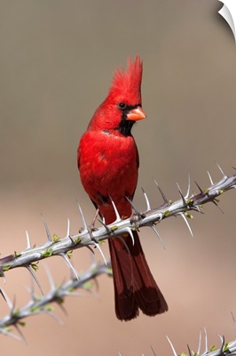 Northern Cardinal male, Green Valley, Arizona