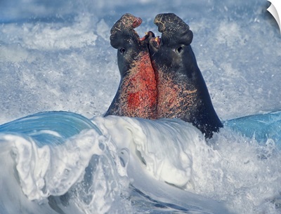 Northern Elephant Seal Bulls Fighting In Surf, Piedras Blancas, California