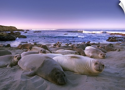 Northern Elephant Seal juveniles laying on the beach, Big Sur, California