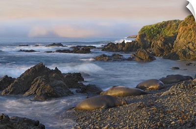 Northern Elephant Seals resting on the beach, Point Piedras Blancas, California