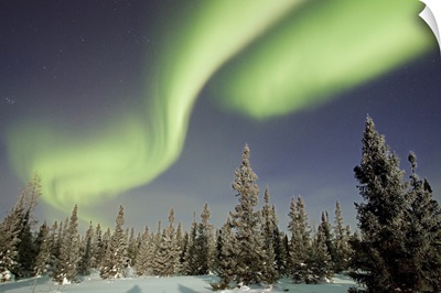 Northern lights or aurora borealis over boreal forest, North America