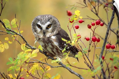 Northern Saw-whet Owl perching in a wild rose bush, British Columbia, Canada