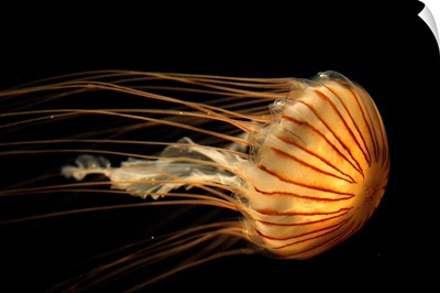 Northern Sea Nettle Jellyfish northern Pacific Ocean