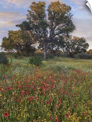 Oak Tree And Indian Blanket Flowers, Texas