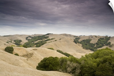 Oak trees on hillsides, Briones Regional Park, Orinda, California