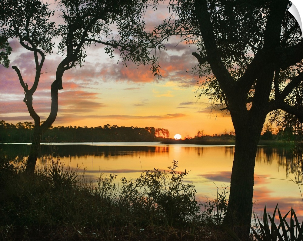 Oaks at sunrise, Ochlockonee River State Park, Florida