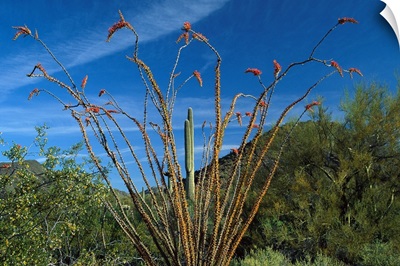 Ocotillo Saguaro, Greasewood and Palo Verde, Arizona