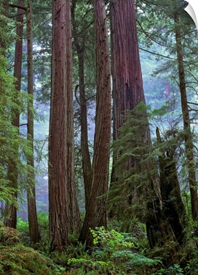 Old growth forest of Coast Redwood, Del Norte Coast Redwoods State Park, California