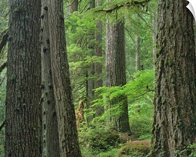 Old growth forest of Western Red Cedar Grove of the Patriarchs, Washington