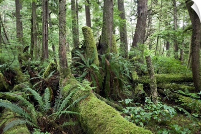 Old-growth temperate rainforest, Vancouver Island, Cape Scott, Canada